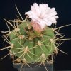 Gymnocalycium_eurypleurum_2